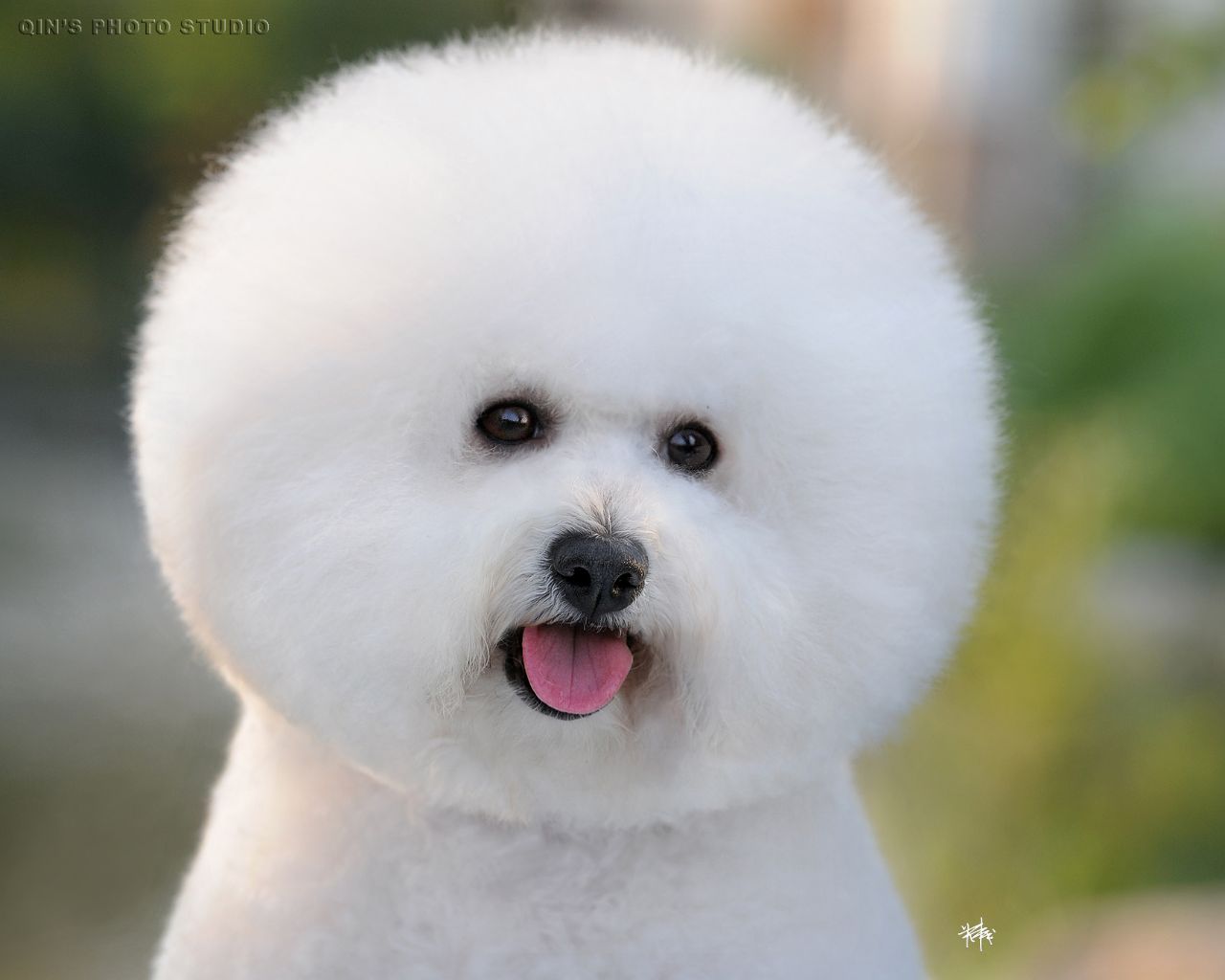 测测你认识多少种狗狗